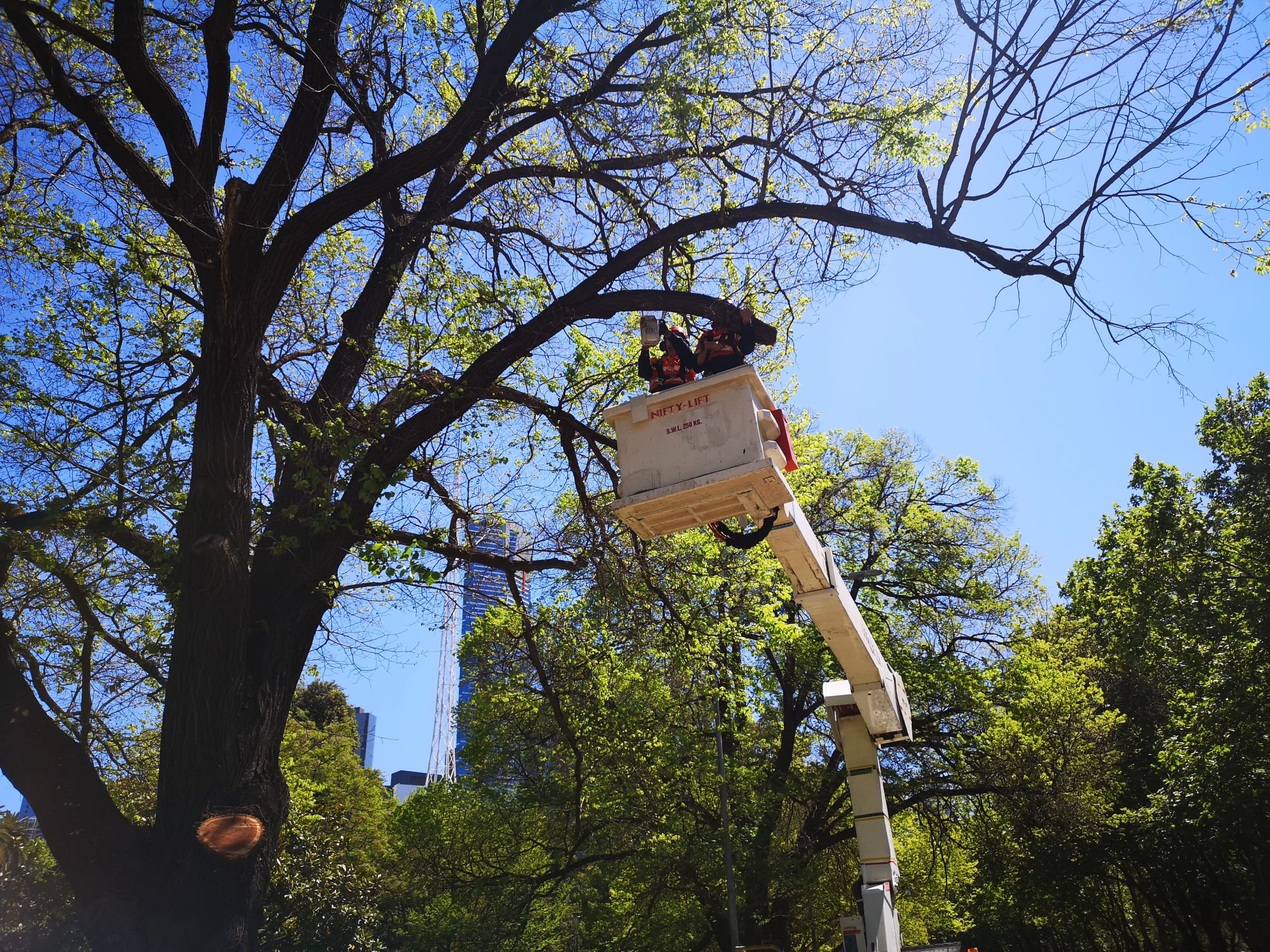 Arborists pruning tree in city of Melbourne