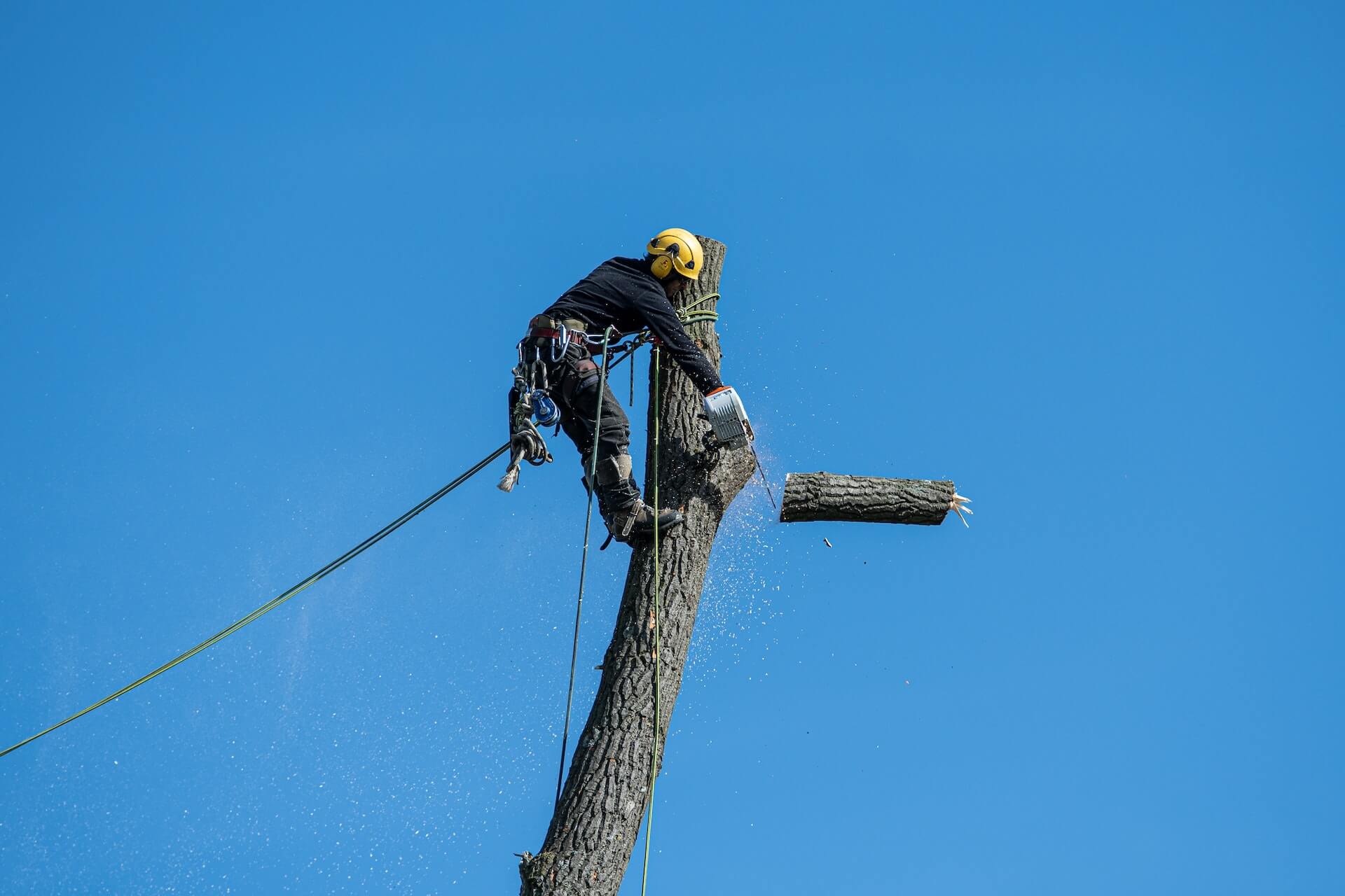 Arborist tree climber removing a large tree